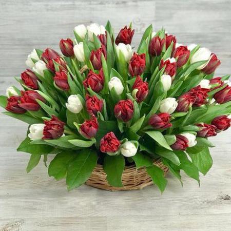 Корзина из 101 красного и белого тюльпана